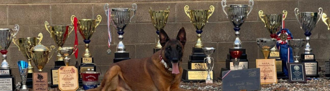 prestigeprotectiondogs