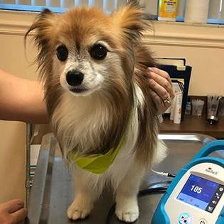 Boulevard Animal Hospital
