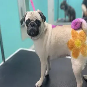 Salondog