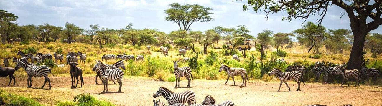 safariafrica