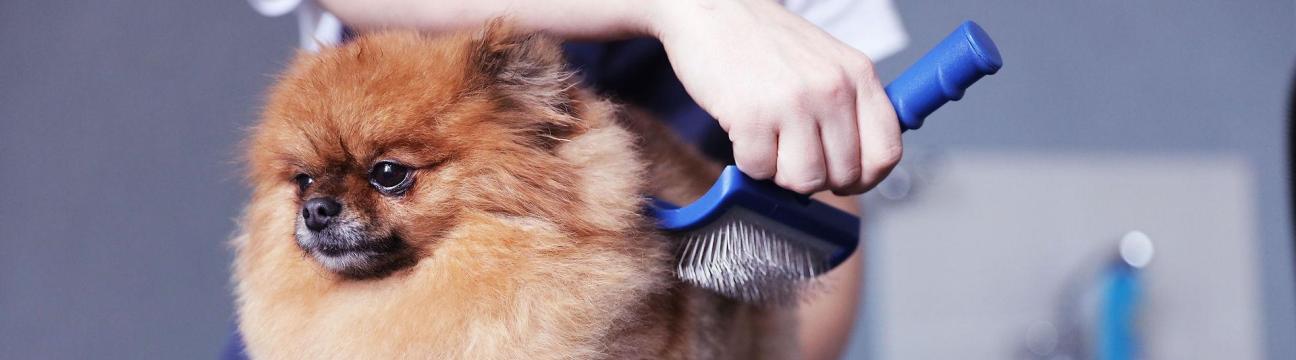 doggydaycarebrisbane