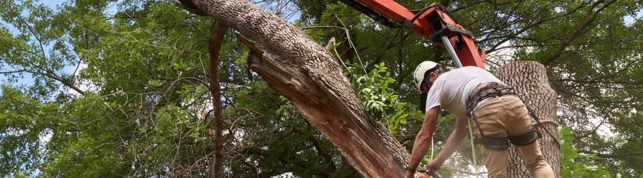 maldonadotreeservice