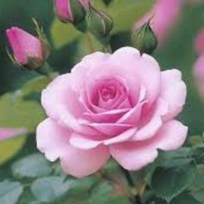 madhavi9115566