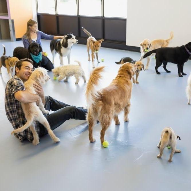 wagalongpetcare